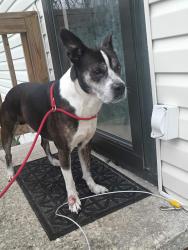 Found/Stray Male Dog last seen Erwin NC, Erwin, NC 28339