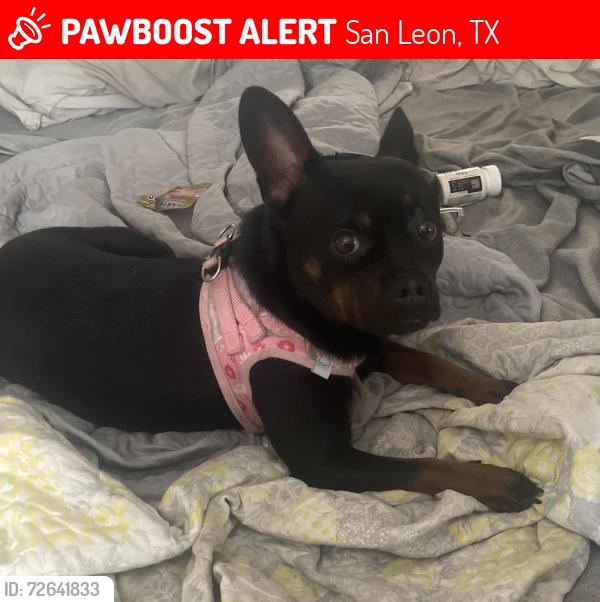 Lost Female Dog last seen Bayshore, San Leon, TX 77539