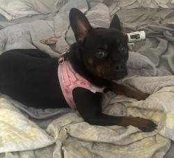 Lost Female Dog last seen Bayshore, San Leon, TX 77539
