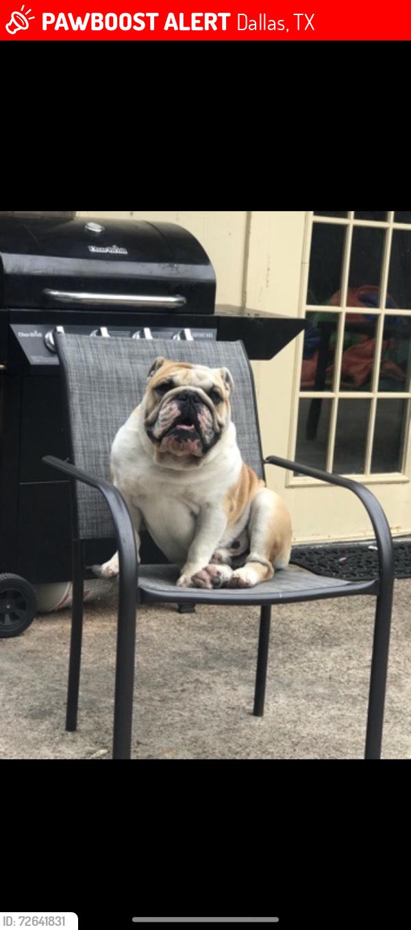 Lost Male Dog last seen Near Ledbetter kiest blvd, Dallas, TX 75236