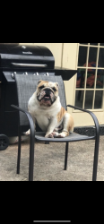 Lost Male Dog last seen Near Ledbetter kiest blvd, Dallas, TX 75236