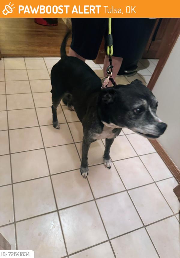 Found/Stray Female Dog last seen 91st & Darlington Ave, Tulsa, OK 74137