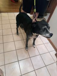 Found/Stray Female Dog last seen 91st & Darlington Ave, Tulsa, OK 74137