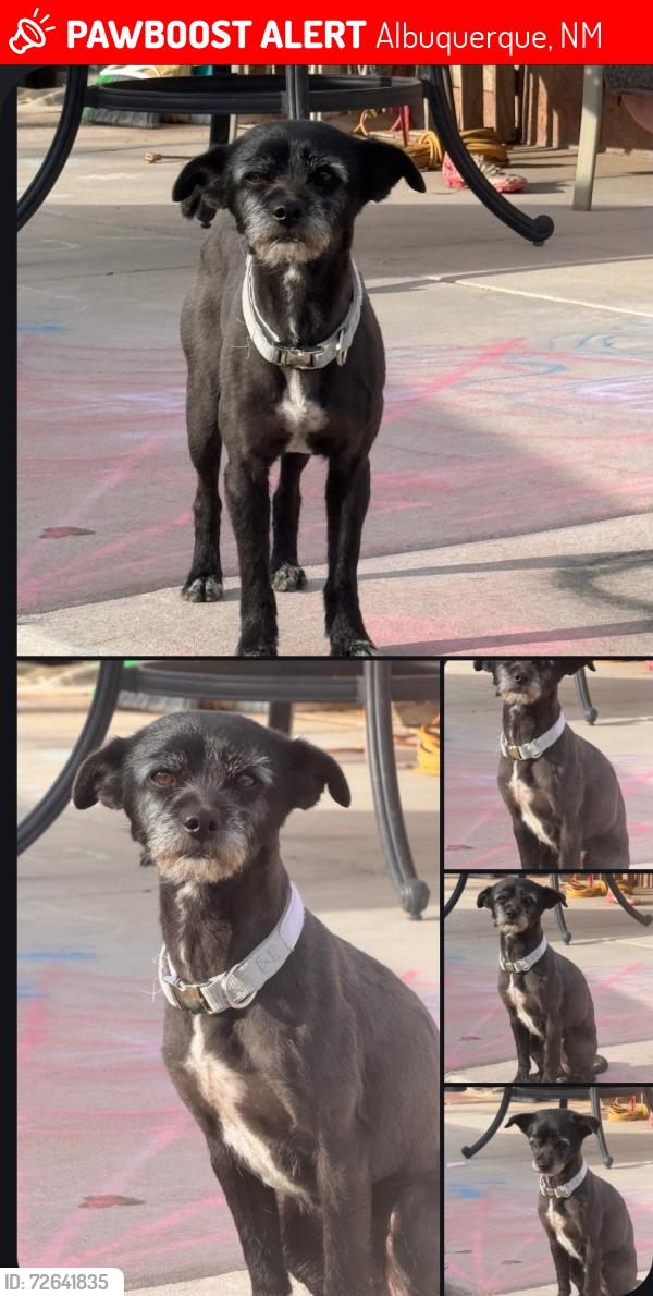 Lost Male Dog last seen Albuquerque , Albuquerque, NM 87105