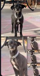 Lost Male Dog last seen Albuquerque , Albuquerque, NM 87105