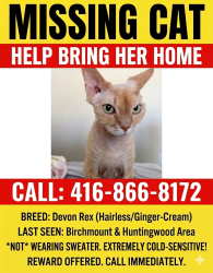 Lost Male Cat last seen Birchmount and huntingwood, Toronto, ON M1W 1H7