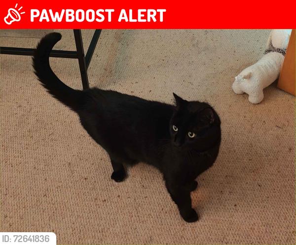 Lost Male Cat last seen Sherwood Court, End of Sherwood Avenue on the corner opposite the Sheerwood Avenue park, Newark-on-Trent, England NG24 1UQ