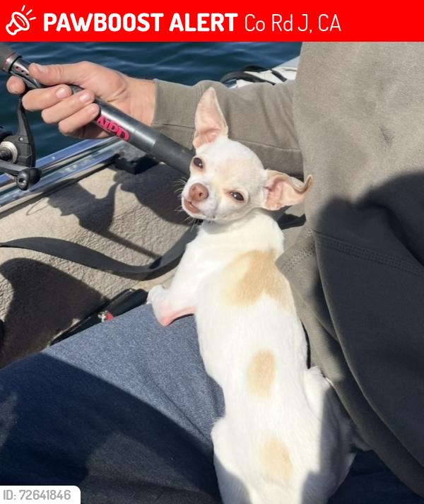Lost Male Dog last seen Corner of j59 and hwy 132, Co Rd J59, CA 95329