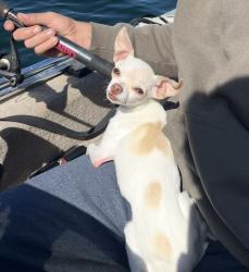 Lost Male Dog last seen Corner of j59 and hwy 132, Co Rd J59, CA 95329