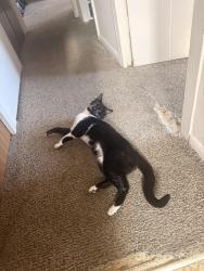 Lost Male Cat last seen Knollwood Drive, Parma, OH 44129
