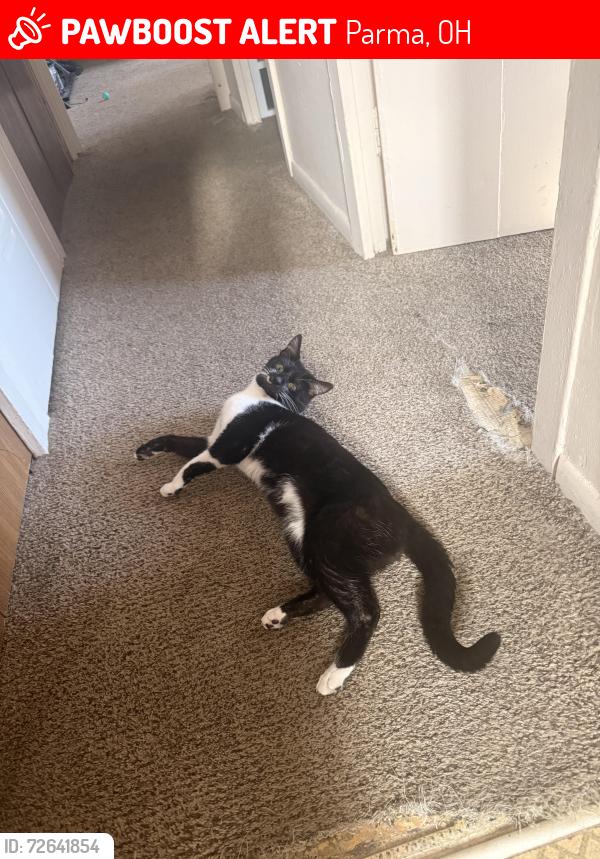 Lost Male Cat last seen Knollwood Drive, Parma, OH 44129