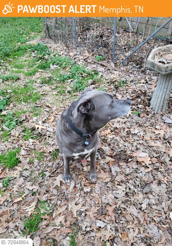 Found/Stray Unknown Dog last seen Near Fresh market on union, Memphis, TN 38103