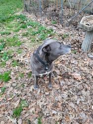 Found/Stray Unknown Dog last seen Near Fresh market on union, Memphis, TN 38103
