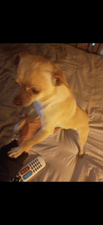 Found/Stray Male Dog last seen Madison , Bakersfield, CA 93307