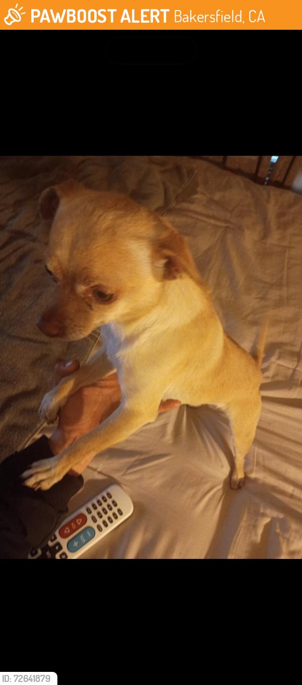 Found/Stray Male Dog last seen Madison , Bakersfield, CA 93307
