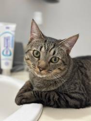 Lost Female Cat last seen Near Sonoma Dr., Fort Myers, FL 33908