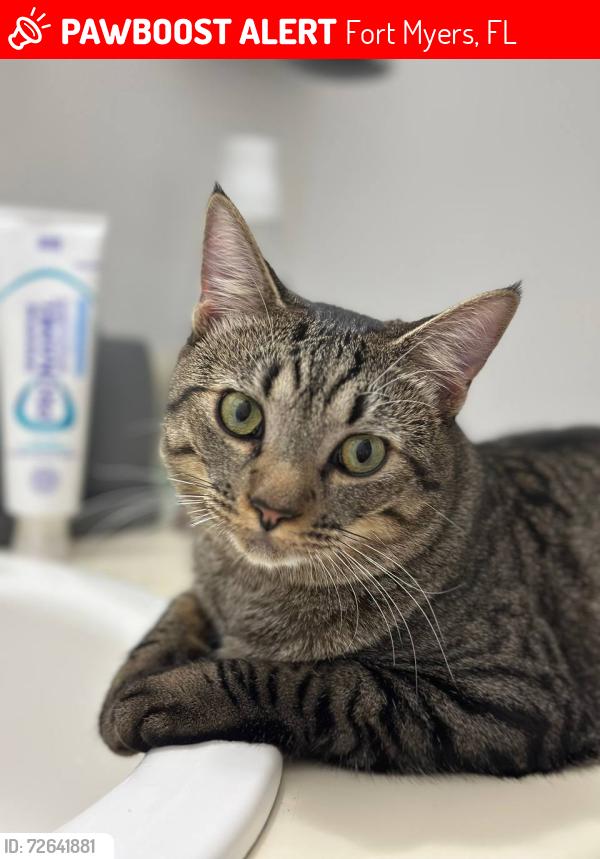 Lost Female Cat last seen Near Sonoma Dr., Fort Myers, FL 33908