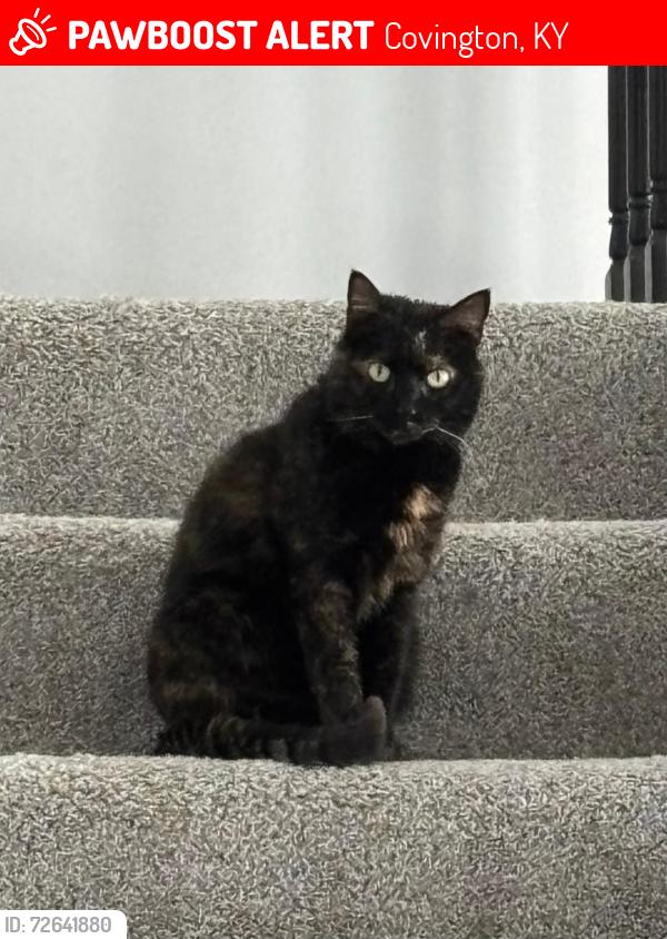 Lost Female Cat last seen Near Lucca Way, Covington, KY 41017