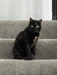 Lost Female Cat last seen Near Lucca Way, Covington, KY 41017