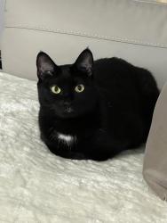 Lost Female Cat last seen Bayside NY, Queens, NY 11361