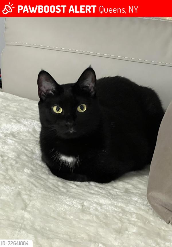 Lost Female Cat last seen Bayside NY, Queens, NY 11361