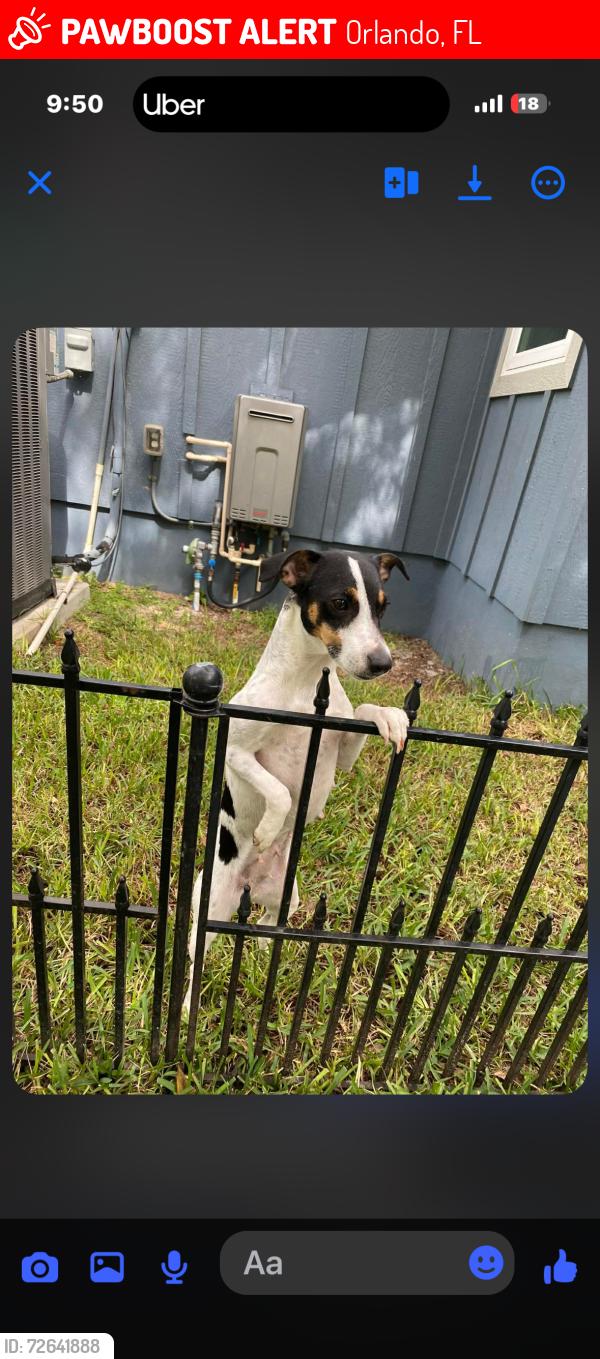 Lost Female Dog last seen Near Reedy Creek Dr, Orlando, FL 32836, Orlando, FL 32836
