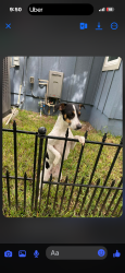 Lost Female Dog last seen Near Reedy Creek Dr, Orlando, FL 32836, Orlando, FL 32836