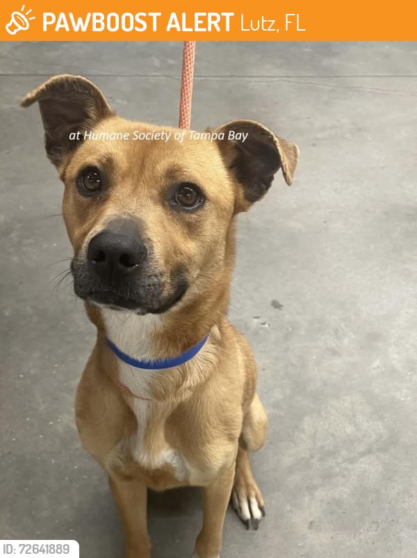 Found/Stray Male Dog last seen Woodstorks Walk Way and Peregrines Perch Lm, Lutz, FL 33558