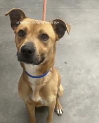 Found/Stray Male Dog last seen Woodstorks Walk Way and Peregrines Perch Lm, Lutz, FL 33558