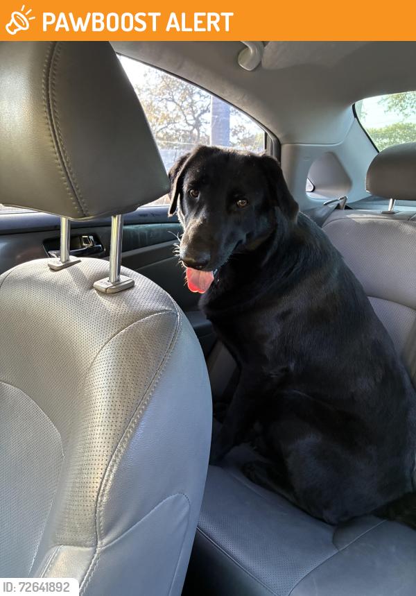Found/Stray Female Dog last seen Woodbine Way , new construction across the street, Palm Beach Gardens, FL 33410