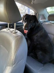 Found/Stray Female Dog last seen Woodbine Way , new construction across the street, Palm Beach Gardens, FL 33410
