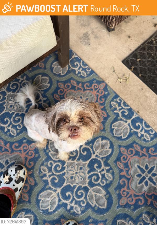 Found/Stray Male Dog last seen Red Bud and Nolan Ryan, Round Rock, TX 78665