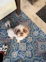 Found/Stray Male Dog last seen Red Bud and Nolan Ryan, Round Rock, TX 78665