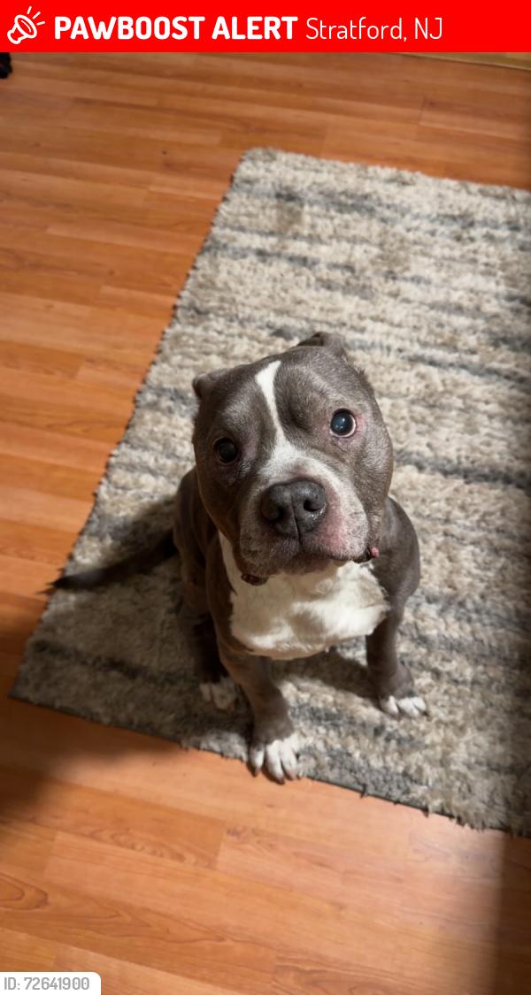 Lost Male Dog last seen Near Pennsylvania Ave , Stratford, NJ 08084