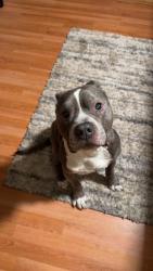 Lost Male Dog last seen Near Pennsylvania Ave , Stratford, NJ 08084