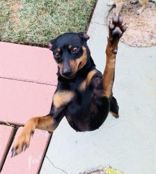 Lost Female Dog last seen Liggett St and Rosecrans Ave, Norwalk, CA 90650