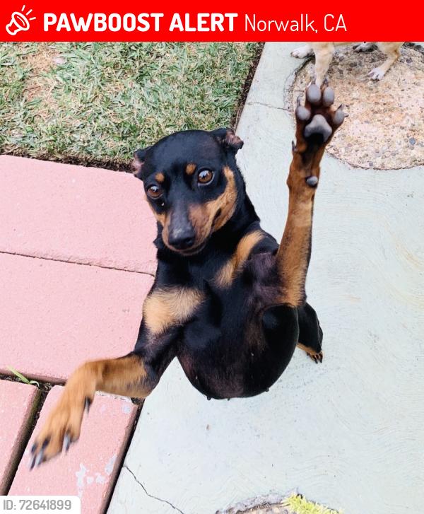 Lost Female Dog last seen Liggett St and Rosecrans Ave, Norwalk, CA 90650