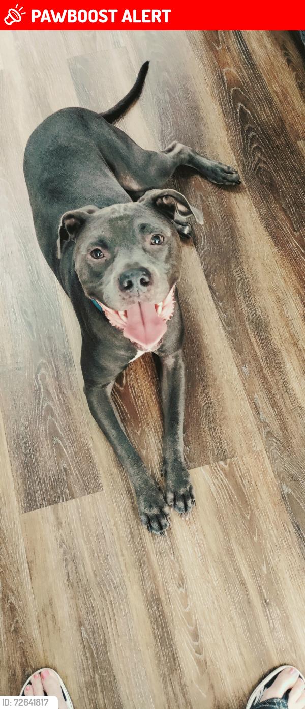 Lost Male Dog last seen Somerset Dr and Trowbridge, 2+ blocks behind Chick Filet off Beal Pkwy in Fort Walton Beach, Florida, Fort Walton Beach, FL 32547