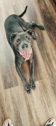 Lost Male Dog last seen Somerset Dr and Trowbridge, 2+ blocks behind Chick Filet off Beal Pkwy in Fort Walton Beach, Florida, Fort Walton Beach, FL 32547