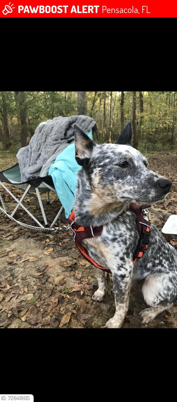 Lost Female Dog last seen 48th Ave and Lillian Hwy, Pensacola, FL 32506