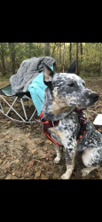 Lost Female Dog last seen 48th Ave and Lillian Hwy, Pensacola, FL 32506