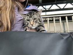 Found/Stray Unknown Cat last seen Kings Hwy and Ocean Ave, Brooklyn, NY 11229