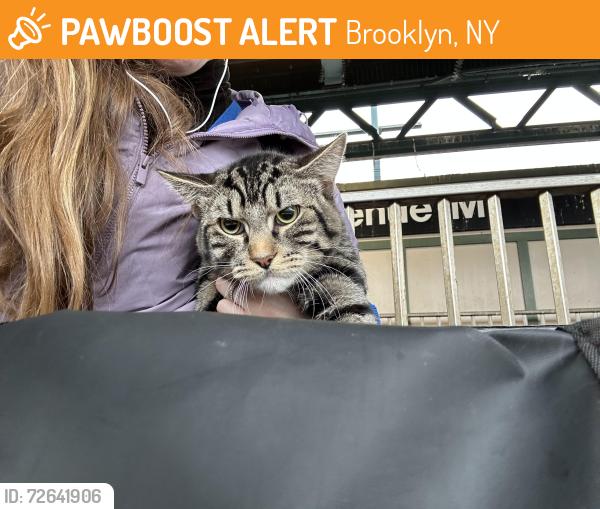 Found/Stray Unknown Cat last seen Kings Hwy and Ocean Ave, Brooklyn, NY 11229