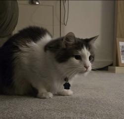 Lost Male Cat last seen Underpass in rushwick, Rushwick, England WR2 5TB