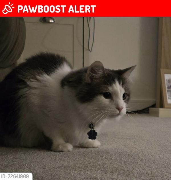 Lost Male Cat last seen Underpass in rushwick, Rushwick, England WR2 5TB