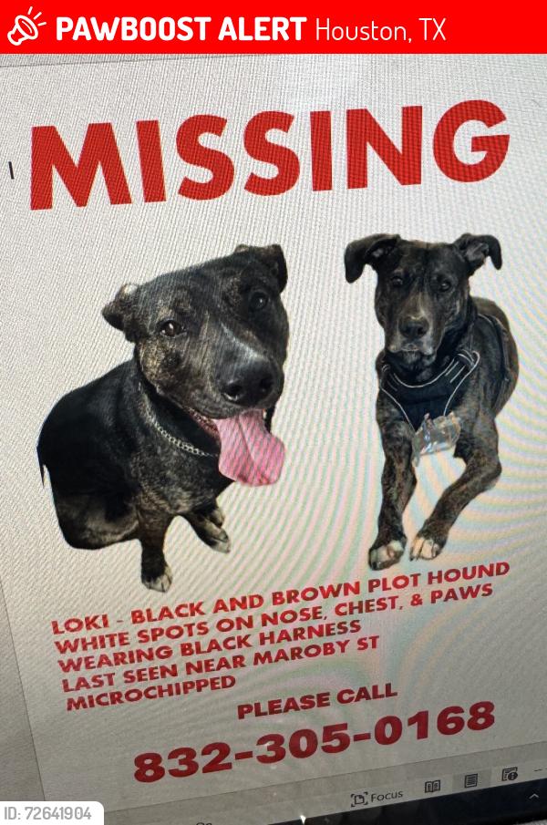Lost Male Dog last seen Maroby st  and naborhood, Houston, TX 77017
