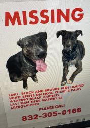 Lost Male Dog last seen Maroby st  and naborhood, Houston, TX 77017