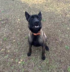Lost Male Dog last seen Grass hill rd is where the kennel is located, Estill, SC 29918