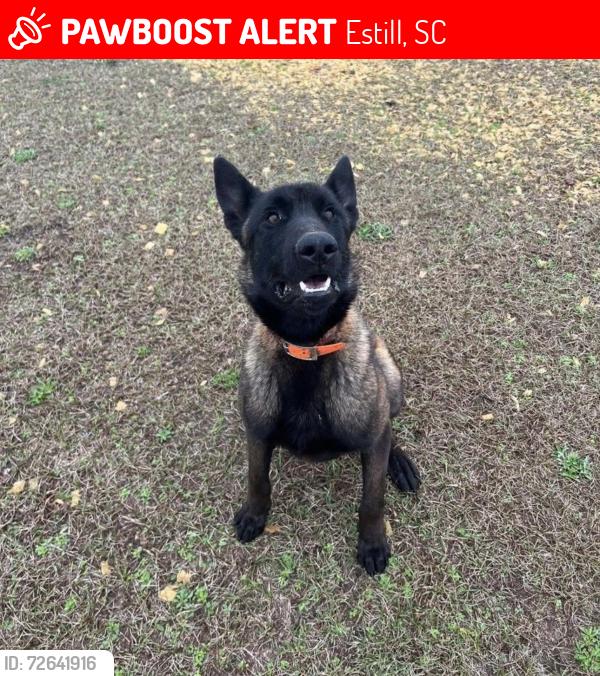Lost Male Dog last seen Grass hill rd is where the kennel is located, Estill, SC 29918