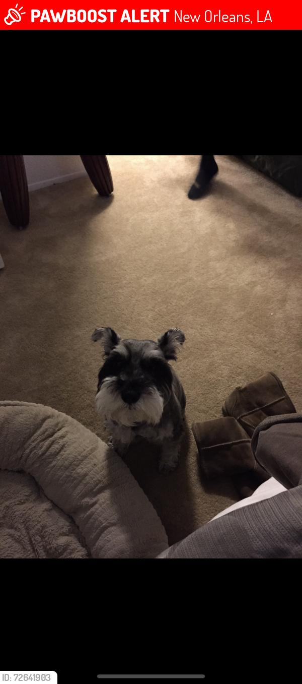 Lost Male Dog last seen Hamilton, Pontchartrain Blvd, Hollygrove, New Orleans, LA 70118
